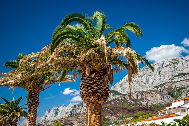 palmy v Chorvatsku